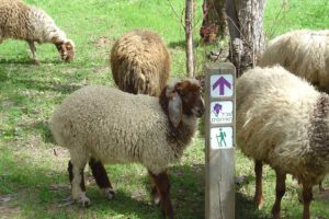 כבשים רועות בשדה
