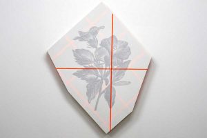 היביסקוס_יוסף-קריספל_2025