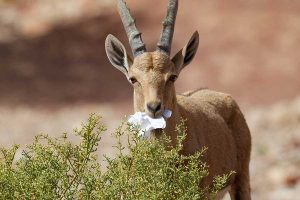יעל אוכל נייר