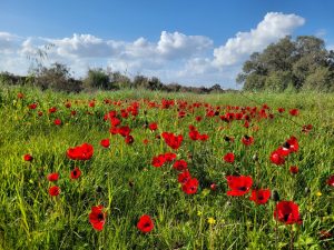 כלניות אדומות