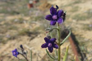 פרח לשון שור נגבית