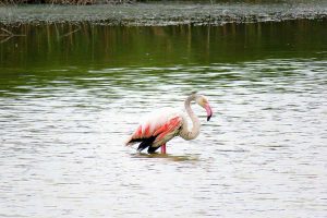 פלמינגו איליה בסקין צילמה