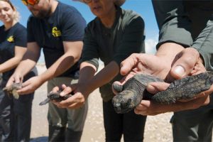 שחרור צבים ארז ארליכמן צילם