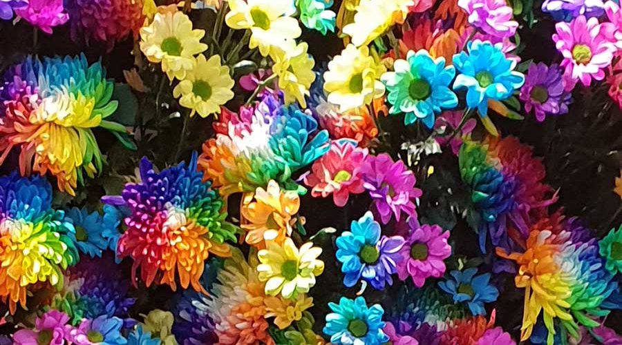 פרחים בשלל צבעים
