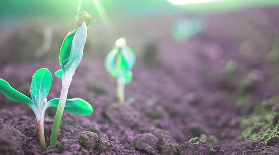 שורשים והתחלות ארם דקל