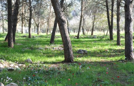 קק"ל בהמלצות למסלולים מהנים לכל המשפחה