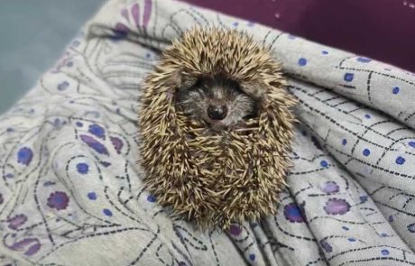 גם בצל המלחמה: מתנדבי החיבולנס של רשות הטבע והגנים ממשיכים להציל חיות בר בכל רחבי הארץ