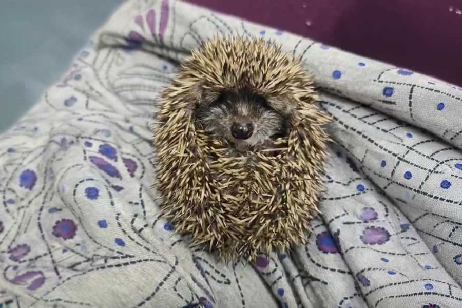 גור קיפוד כינרת צרי צילמה