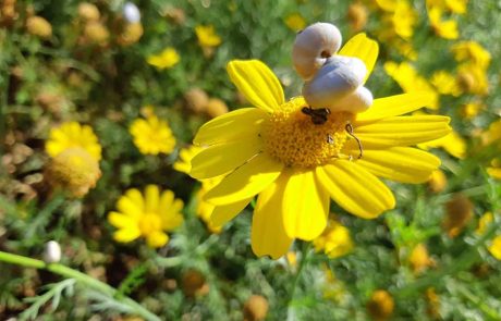 דוברות רשות הטבע והגנים: מופע "אגדה חיה" מגיע במיוחד לכבוד חג הפורים