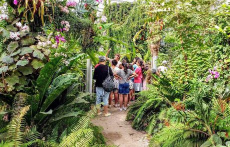 צמחים מתחפשים  פורים 2021 בגן הבוטני בירושלים