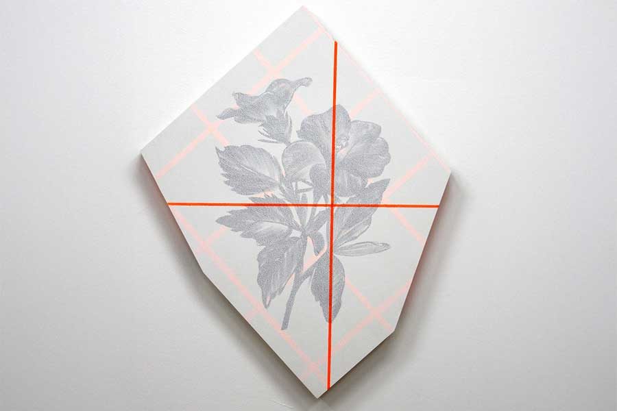 היביסקוס_יוסף-קריספל_2025