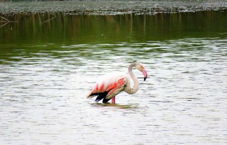 פלמינגה פצועה שהתנתקה מלהקתה, חולצה מבריכות הדגים בנחשולים ע"י פקחי רשות הטבע והגנים, טופלה והוחזרה לטבע