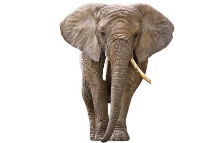מהו הקשר בין הפיל לרשת
