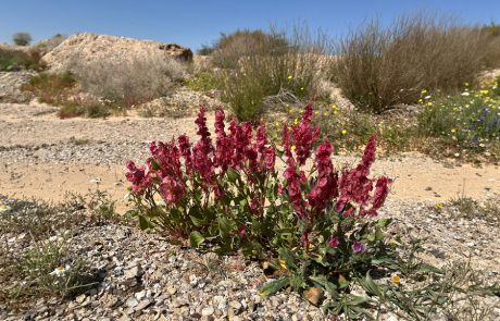 רשות הטבע והגנים: פריחה נדירה באמצע המלחמה