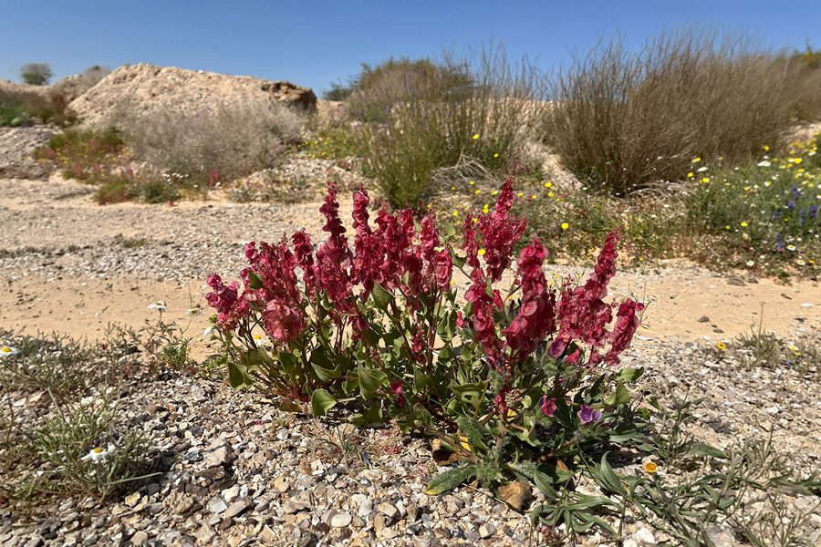חומעה ורודה