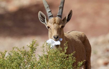 נשמור על חיות הבר – נשמור מרחק