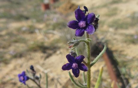 הולך ונעלם רשות הטבע והגנים: בעולם כולו נותרו בטבע שלושה פרטים בלבד של הצמח הנדיר לשון שור נגבית ושלושתם בישראל