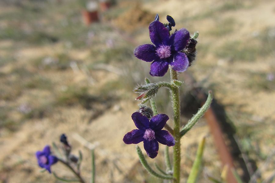 פרח לשון שור נגבית