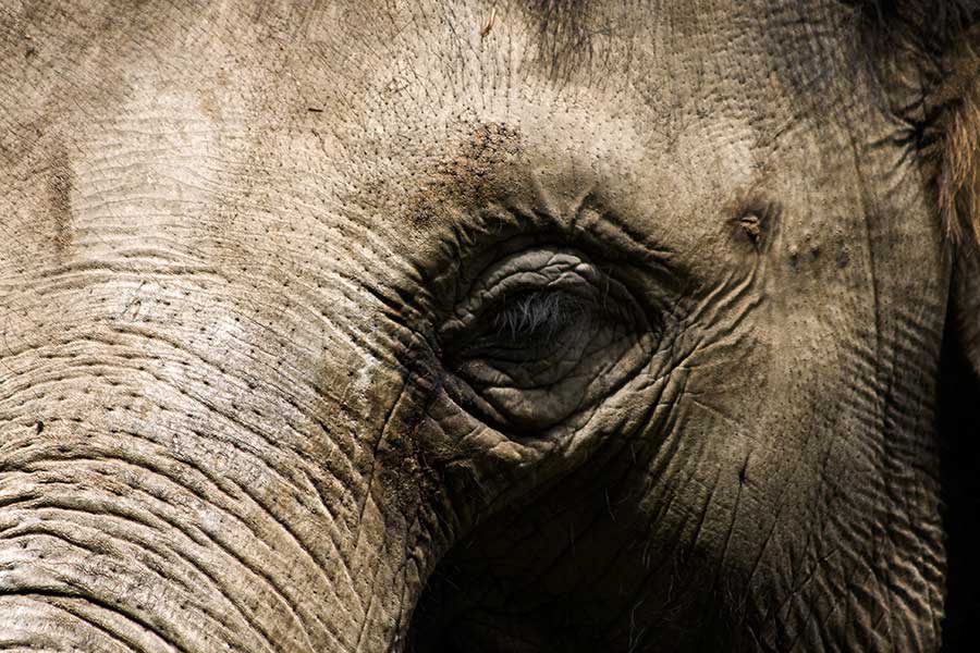 צילום תקריב עין של פיל