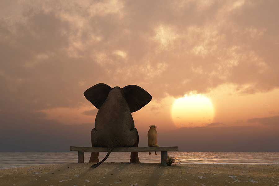 פיל וחיה נוספת יושבים על ספסל מול הים