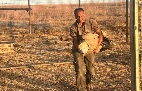 ״החלפת זוגות״ בגרעין רביית נשרים