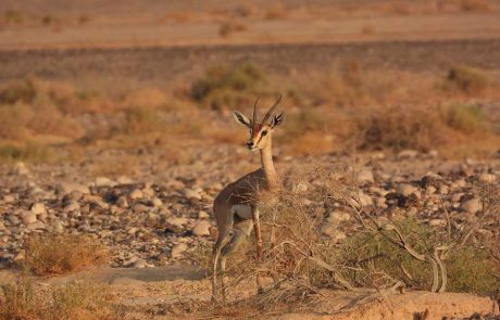 סופרים אחת אחד רשות הטבע והגנים: הספירה השנתית של צבי הנגב מביאה חדשות טובות