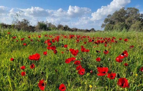 הלב נפתח בדרום: חגיגות "דרום בלב" מגיעות לפארק אשכול!