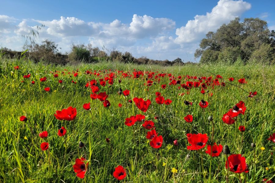 כלניות אדומות