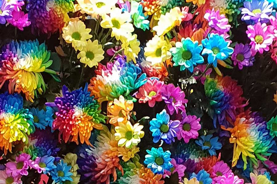 פרחים בשלל צבעים