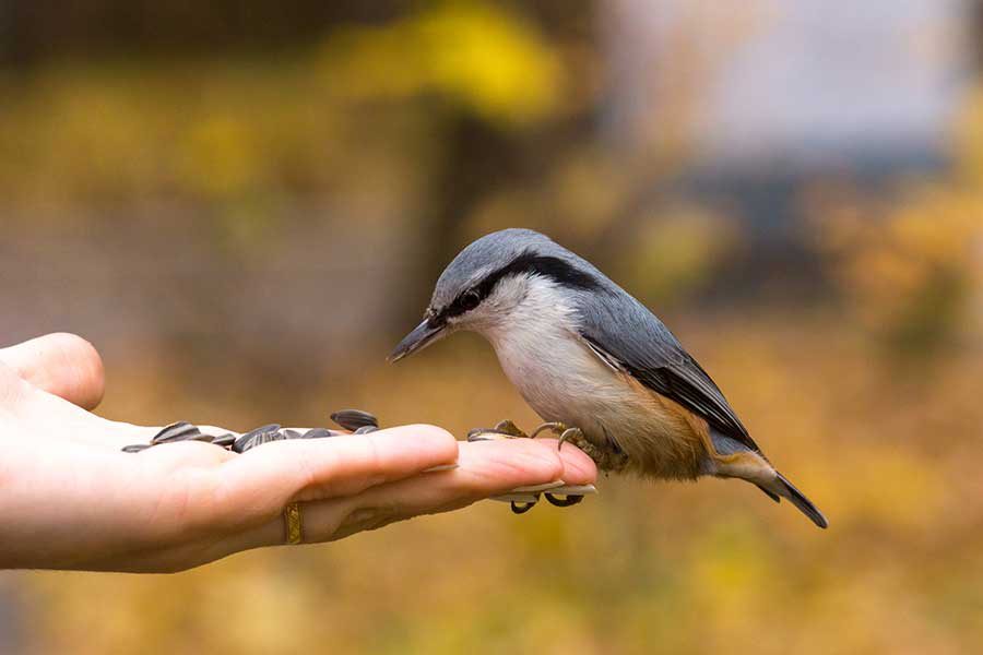 ציפור יושבת על אצבעות כף יד