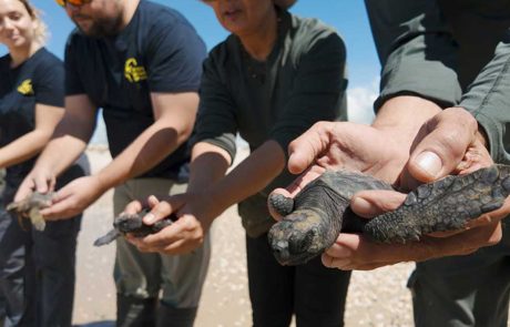 רשות הטבע והגנים: גם תחת אש – ממשיכים לשמור על צבי הים