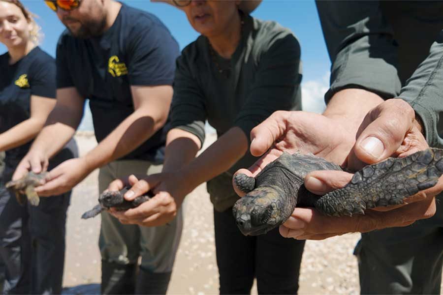 שחרור צבים ארז ארליכמן צילם